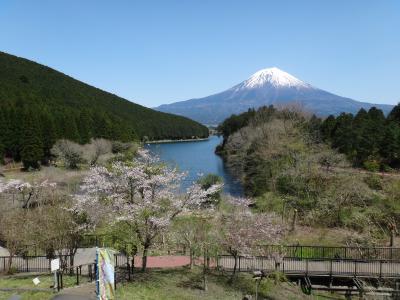 富士山西麓桜を求めてお花見ドライブ