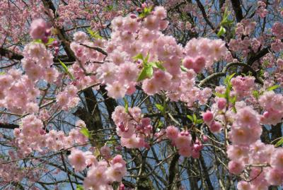 2016春、奥羽の桜(11/38)：4月23日(2)：仙北市(2)：角館、青柳家、青柳紅八重枝垂桜