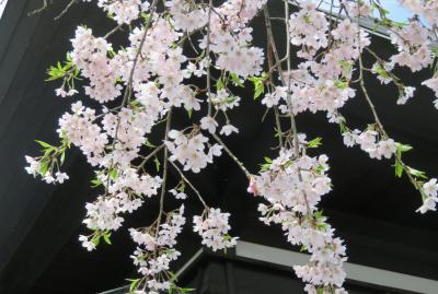 2016春、奥羽の桜(14/38)：4月23日(5)：仙北市(5)：角館公民館、八重紅枝垂桜