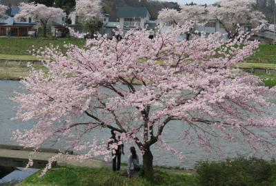 2016春、奥羽の桜(15/38)：4月23日(6)：仙北市(6)：八重紅枝垂桜、桧木内川沿いの桜