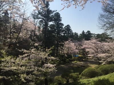 2016.4 桜・さくら、満開の秋田千秋公園