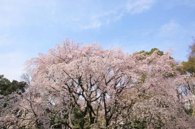 母娘でのんびり東京散歩　～しだれ桜満開の六義園～