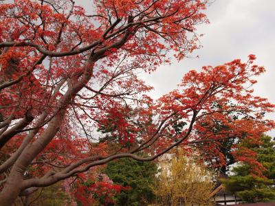 世界遺産の平泉にも春到来！！