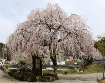 飛騨荘川の里で満開の桜を堪能