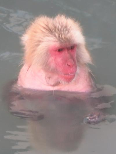 函館17　湯の川温泉a　温浴好きなニホンザル　☆市熱帯植物園のサル山で