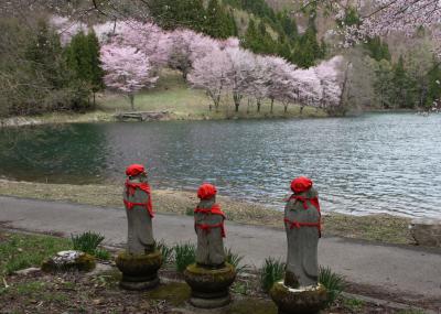 信州・大町市「中綱湖」”オオヤマザクラ”～白馬村「四十九院」”コブシ”