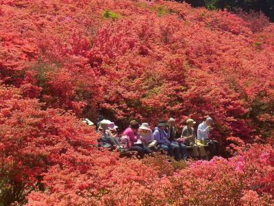 葛城山のツツジ自然園