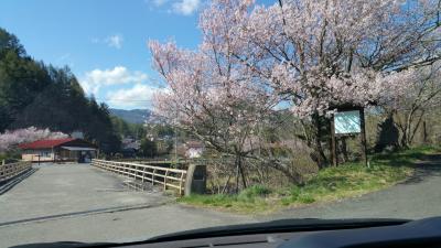 桜を見に行こう(開田高原)