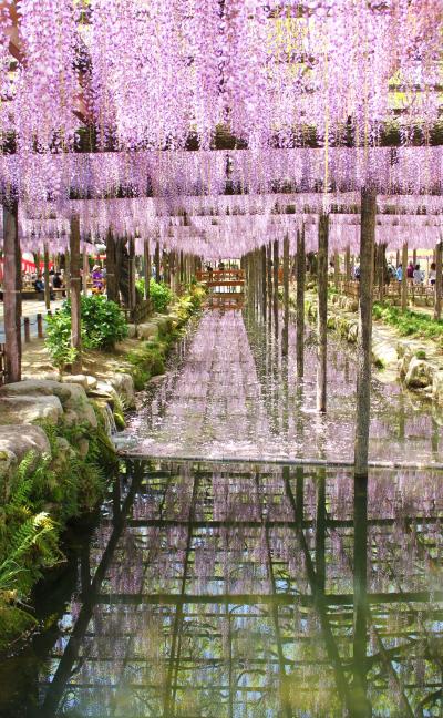 津島天王川公園　そよ風にゆれる藤の花房　水面に映る花の影　花筏♪