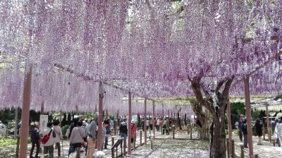 「江南」　今が見頃の曼陀羅寺公園の藤と布袋大仏