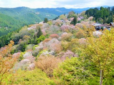 2016年　奈良桜めぐり　吉野山ハイキング　その４　下千本