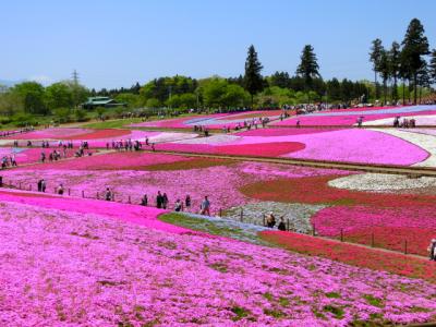 ♪春色 芝桜を求めて 埼玉～羊山公園～♪