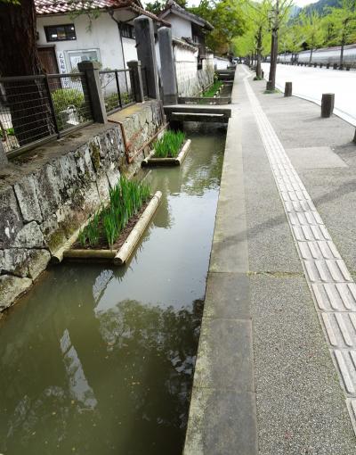 道の両脇に鯉が泳いでる殿町通り、風格のある道を町歩き/島根・津和野