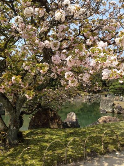 西へ☆桜の季節の京都を歩く