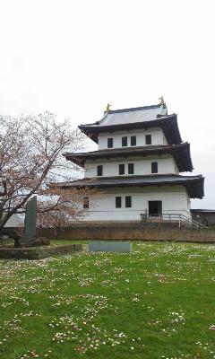 松前の桜