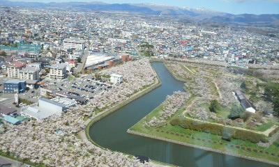 函館、五稜郭は満開！