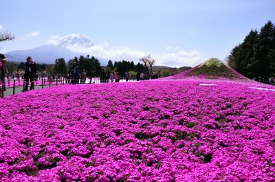 富士芝桜まつり/Phlox subulata Festival in FUJI