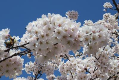 2016春、奥羽の桜(31/38)：4月24日(3)：五所川原市(2)：芦野公園、芦野湖、羆動物園