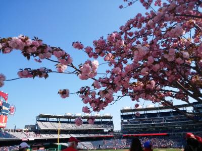 人生初！MLB観戦