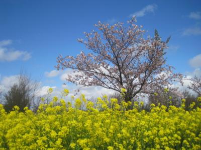 花めぐり　～大潟村からブルーメッセあきたへ～