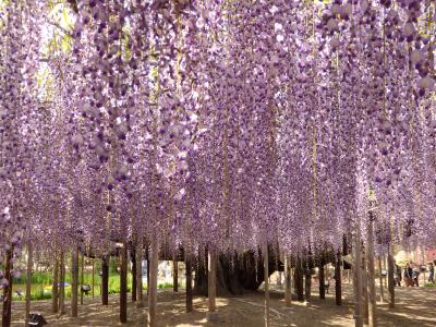 2016年　紫匂う藤の波 あしかがフラワーパーク＆足利伊萬里で懐石ランチ