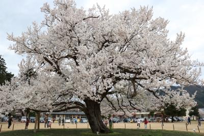 回想　越前花物語  (2016,春)