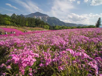 秩父羊山公園の芝桜