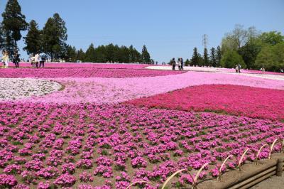 羊山公園の芝桜を見に秩父へ