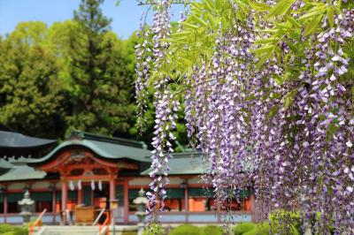 京都を歩く(241) 初夏を彩る花々　梅宮大社の躑躅，西院春日神社の藤