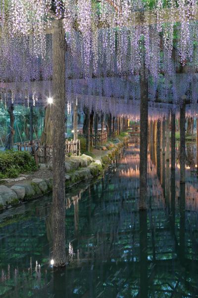 ***花さかり***  津島藤まつり、138タワーパーク スプリングフェスタ