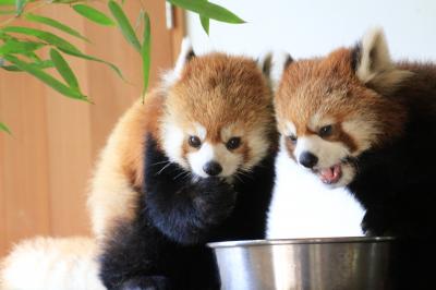 ゴールデンウィークのレッサーパンダ動物園2016＜北陸新幹線で行く長野・茶臼山動物園＞（２）レッサーパンダ特集：屋内運動場の子パンダたち～愛らしくて元気いっぱいなジャジャちゃん・食欲旺盛な可愛いチビッ子ヒカルくんとヒビキくん