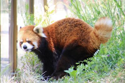 ゴールデンウィークのレッサーパンダ動物園2016＜北陸新幹線で行く長野・茶臼山動物園＞（３）レッサーパンダ特集：可愛い爺ちゃんのキキくん＆美貌は衰えていないセイナちゃん・双子の兄のタイヨウくんそっくりなアンズちゃん＆シンゲン兄ちゃんそっくりなタイヨウくん＆フォトジェニック・サラちゃん＆のんびりマイペースな風鈴ちゃん＆お散歩でないお外ロンくんは初めて！