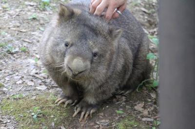 ゴールデンウィークのレッサーパンダ動物園2016＜北陸新幹線で行く長野・茶臼山動物園＞（４）夢中になったシバヤギの赤ちゃん＆ニューフェイスもいるもこもこアルパカ・ペア＆背中をかかれて気持ちよさそうだったウォンバットのスミレちゃん＆久しぶりのアフリカ平原エリアの動物たち等