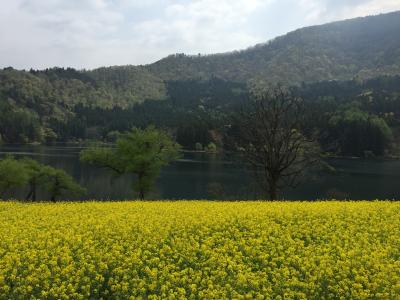 菜の花咲く野沢温泉と北竜湖＆新緑の清津峡