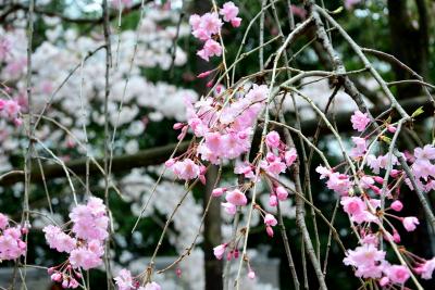 伏見　御香宮神社の桜！2016年