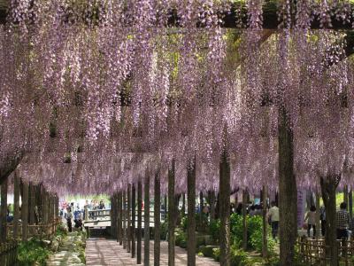 楽々バスツアー！天王川公園で東洋一の藤の花を見る（日野ダリア園と昼食は花伊吹）