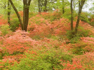 今年も皇鈴山ハイキングを行う②皇鈴山～登谷山～皇鈴山～山つつじ園～二本木峠～内手迄