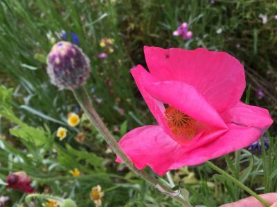 毎年恒例☆松崎でお花摘み