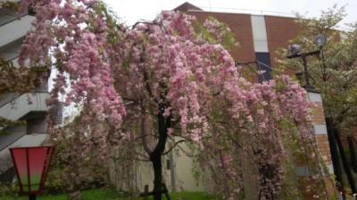 弾丸ツアー?　造幣局桜の通抜け