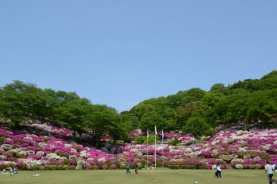 西山公園（鯖江市）のツツジ＆シバザクラの里（大野市）に遊ぶ