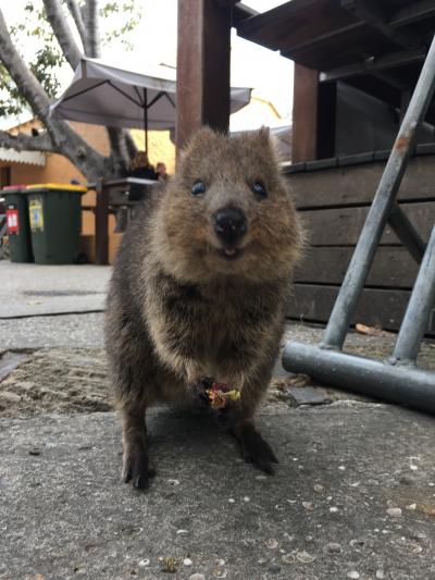 動物三昧の旅