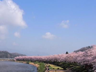 角館桜・刺巻湿原ミズバショウ・西木かたくりの日帰り旅