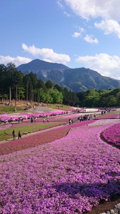 ゴールデンウィーク　埼玉　花ドライブ 