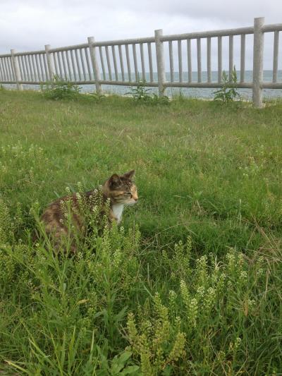 食べて癒されてストレス発散~