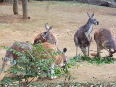 ズーラシアと横浜チャイナタウン　一泊旅