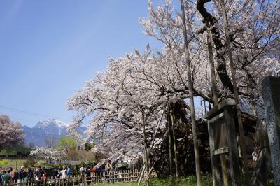 2016.4 満開の桜を訪ねて（1）～山高神代桜