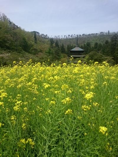 安久津八幡神社、神々しい空間でした
