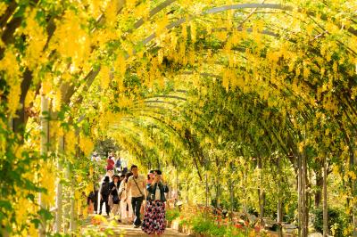 続藤鑑賞日記～あしかがフラワーパーク～