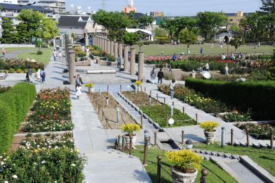 バラが満開見頃の荒牧バラ公園と夕暮れの中之島バラ園