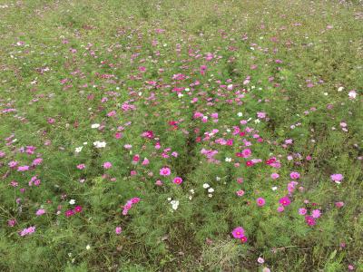 緋寒桜を見に沖縄へ　コスモス畑と玉泉洞と斎場御嶽編